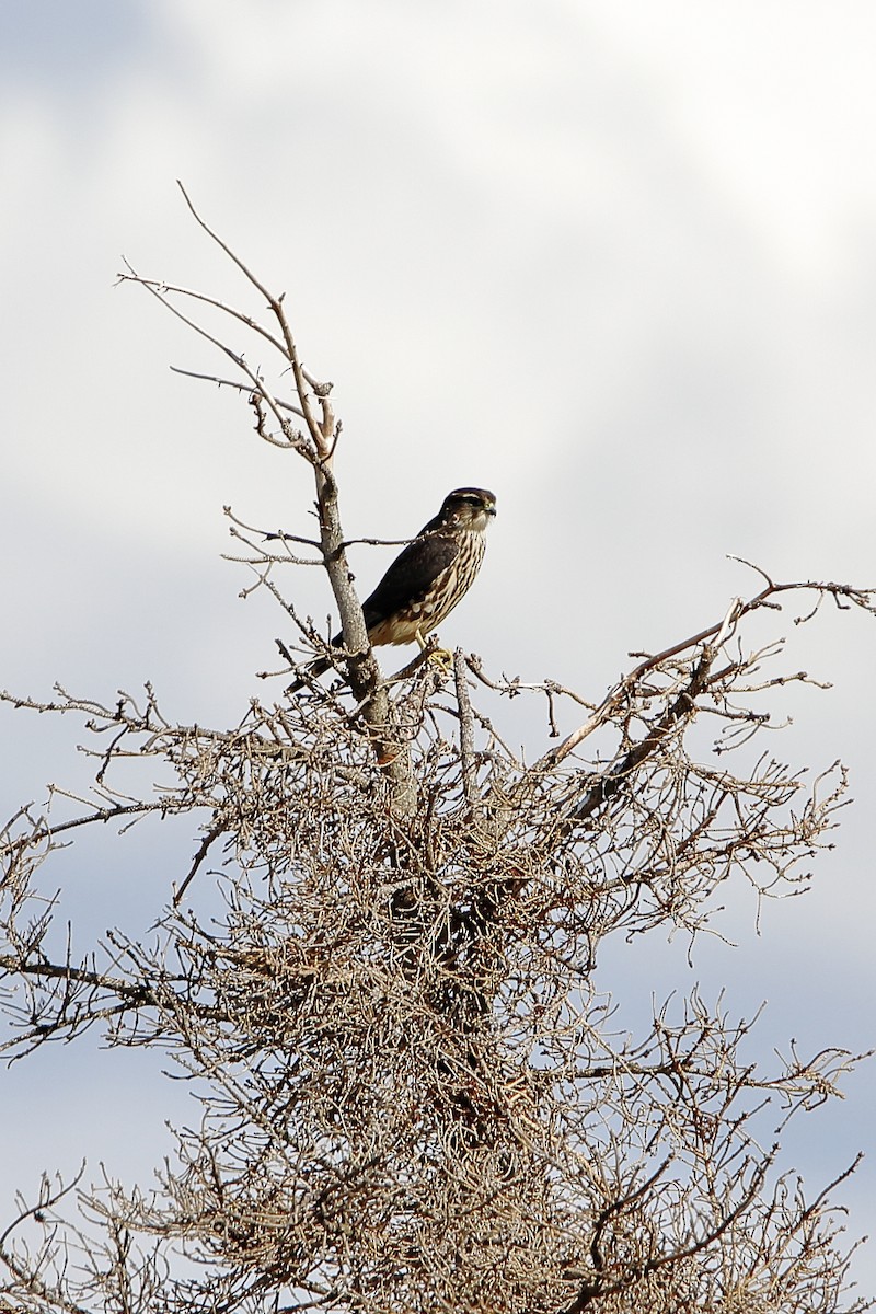 Merlin - ML622619833