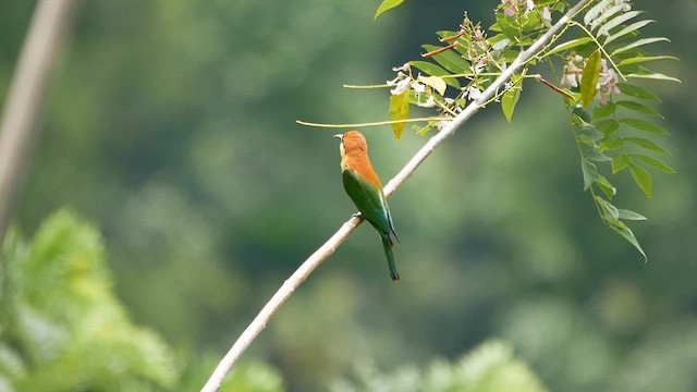 Chestnut-headed Bee-eater - ML622619900