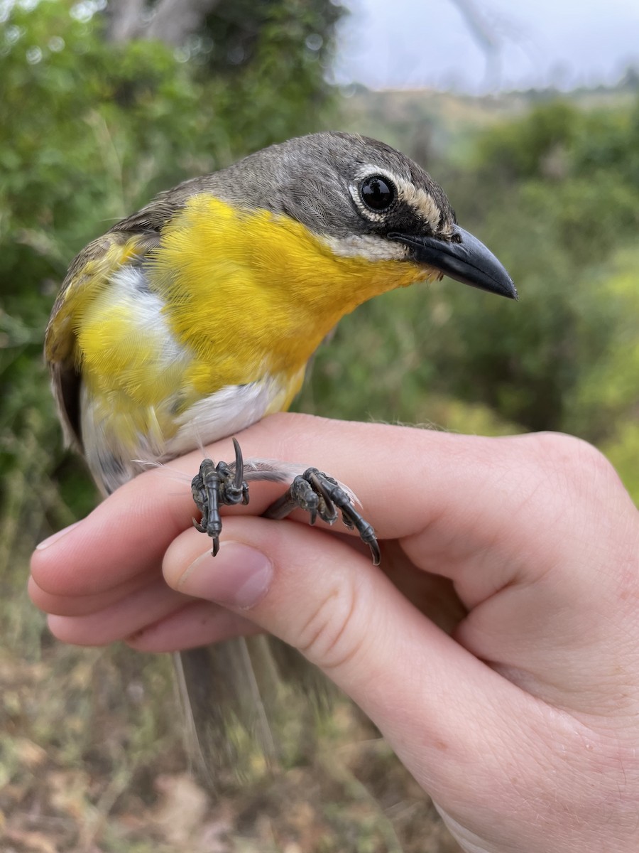 Yellow-breasted Chat - ML622619929