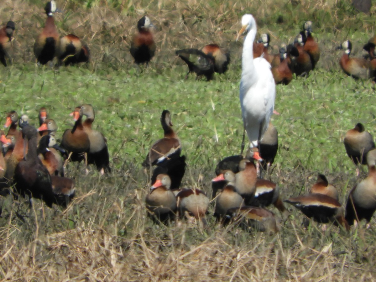 Black-bellied Whistling-Duck - ML622619969