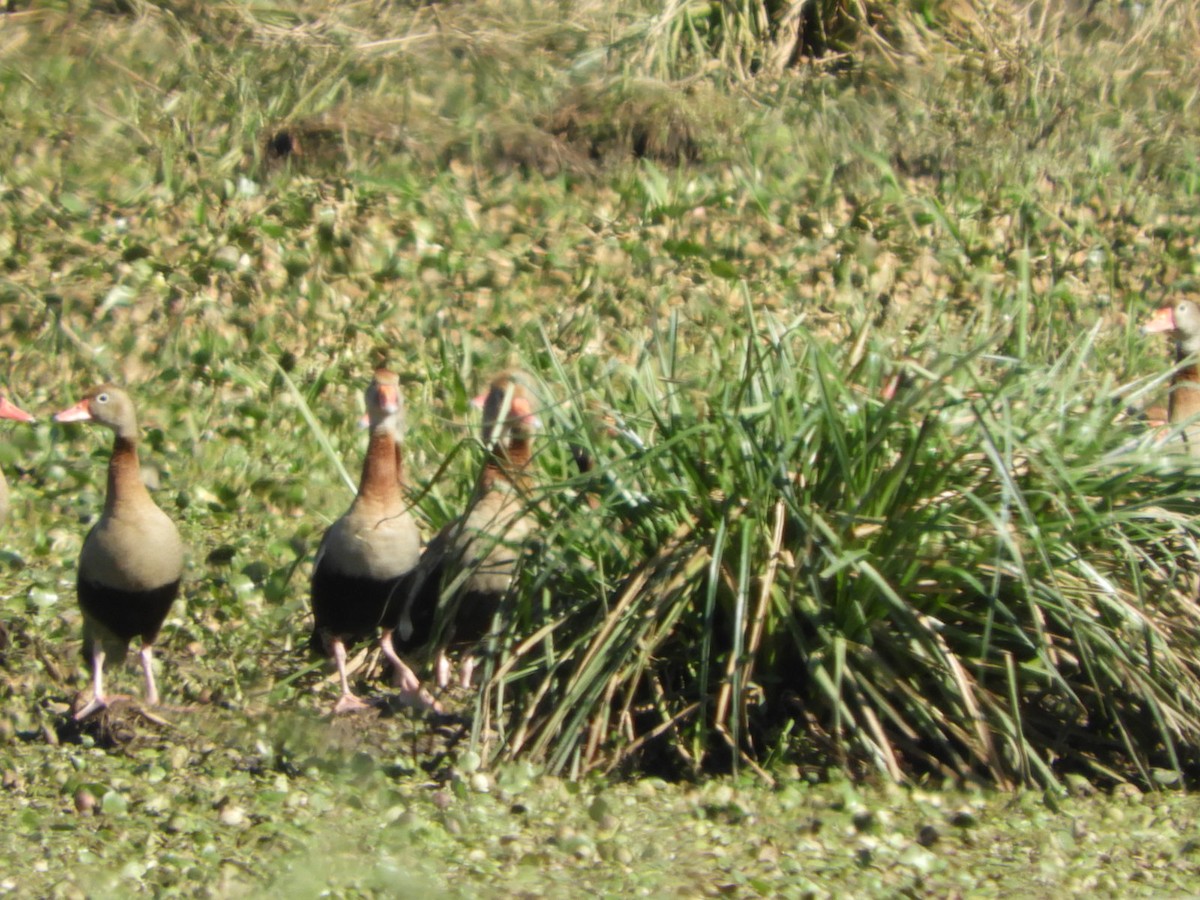 Black-bellied Whistling-Duck - ML622619970