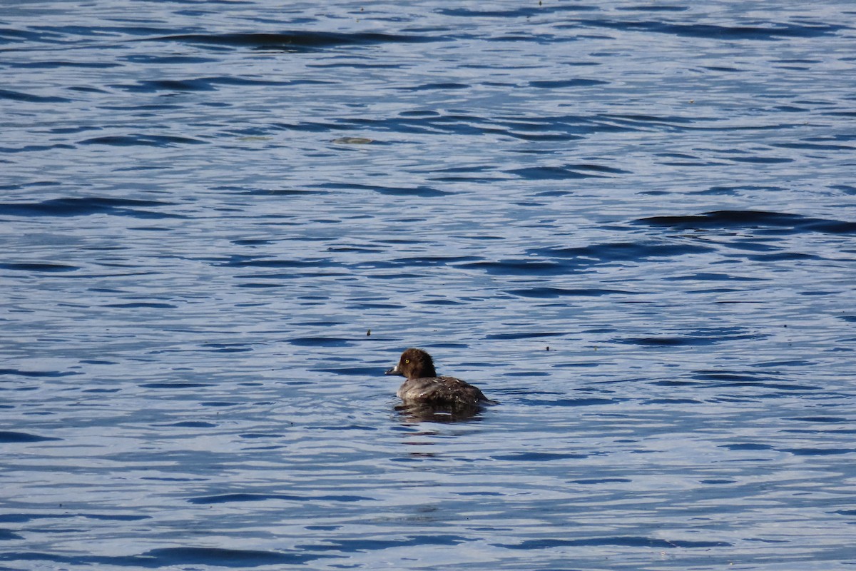 Common Goldeneye - ML622619979