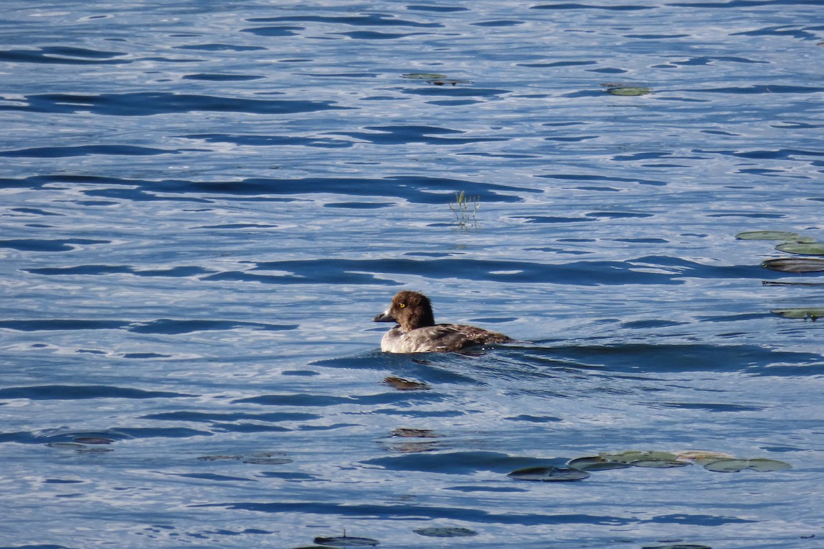 Common Goldeneye - ML622619980