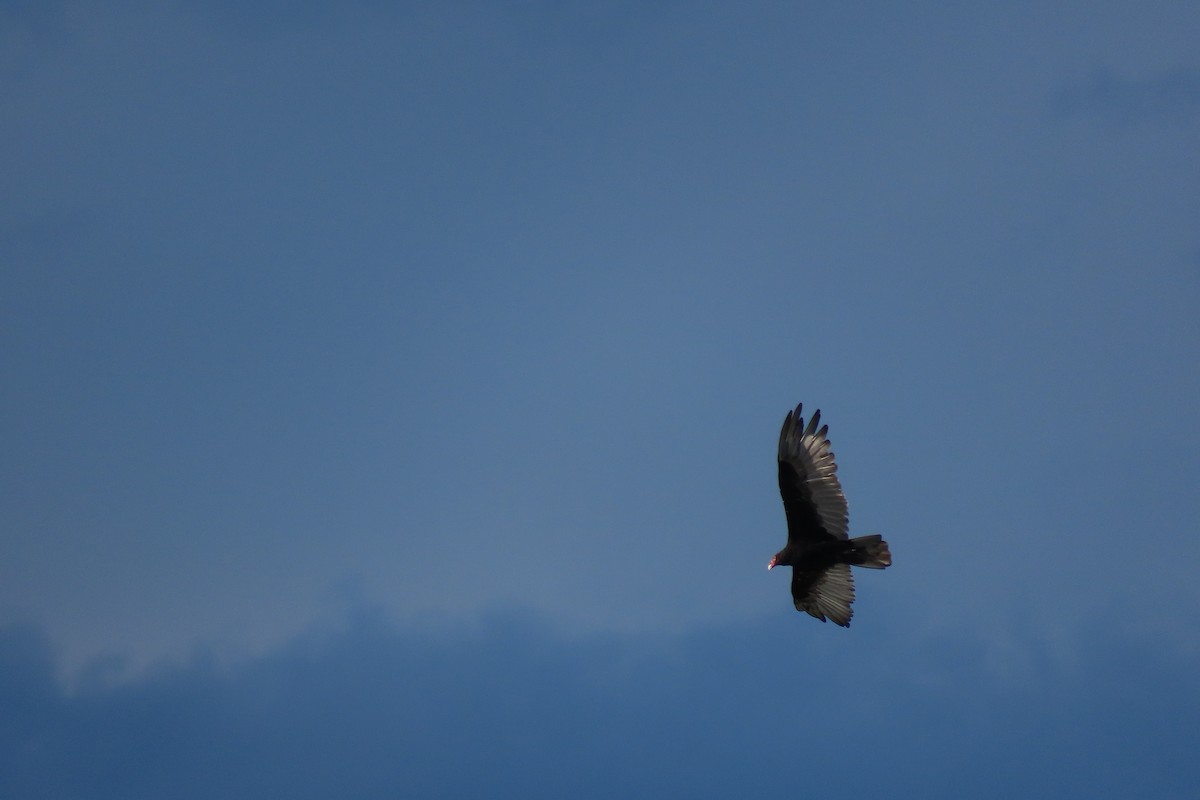 Turkey Vulture - ML622619988