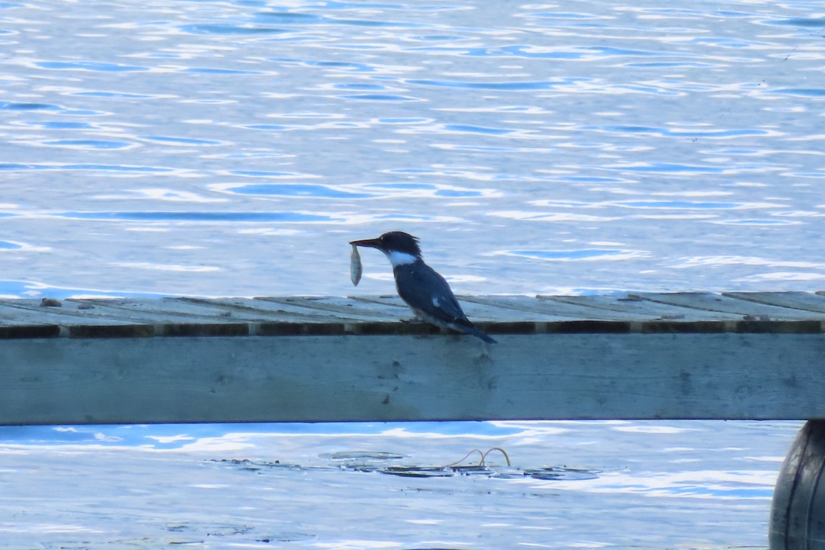 Belted Kingfisher - ML622620000