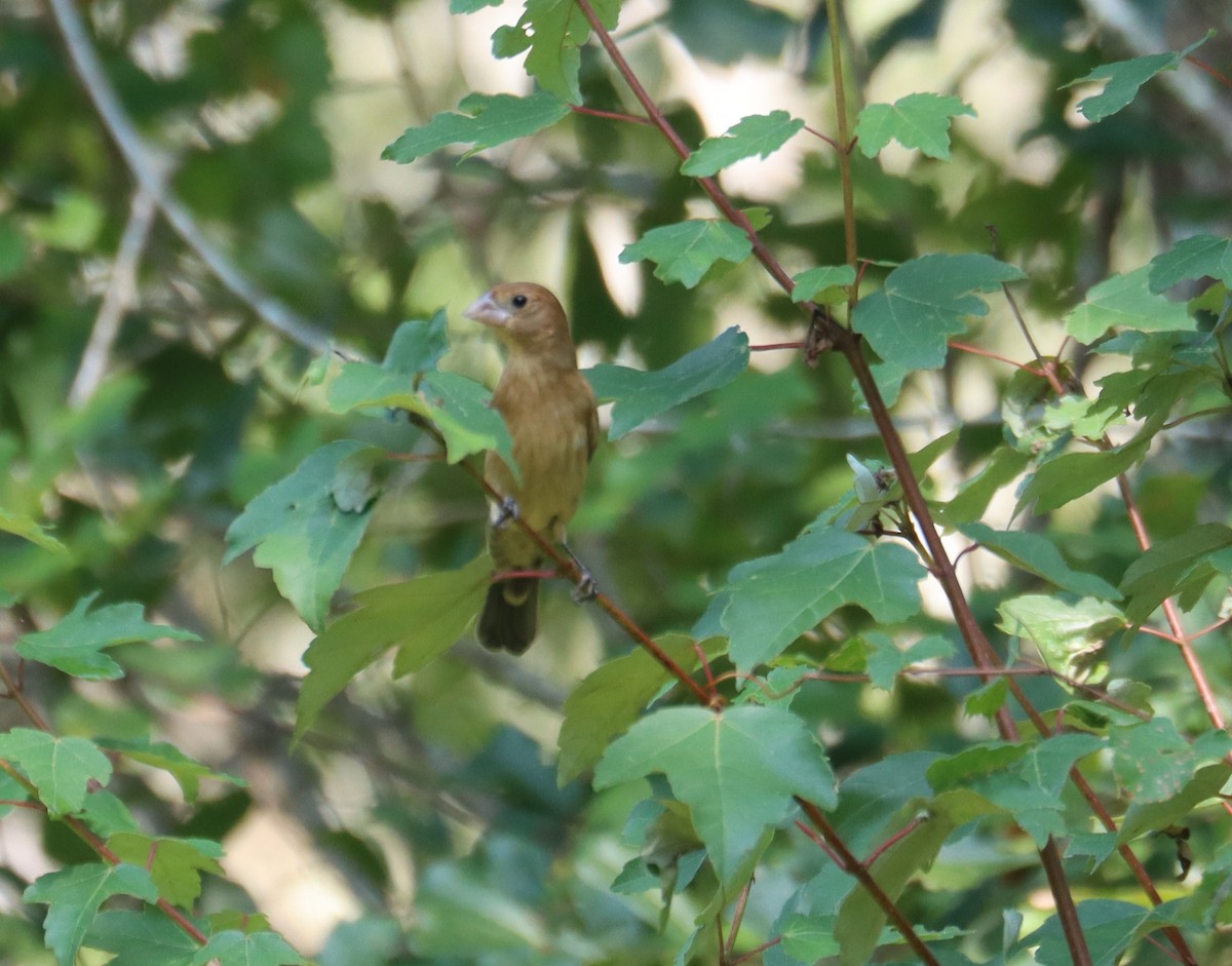 Blue Grosbeak - ML622620064