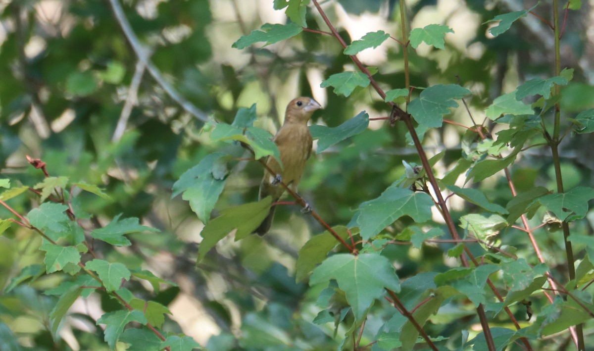 Blue Grosbeak - ML622620069