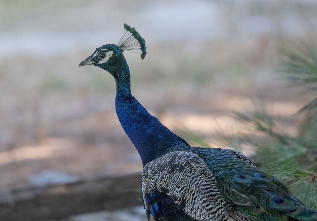 Indian Peafowl (Domestic type) - Xinglai Zhuang