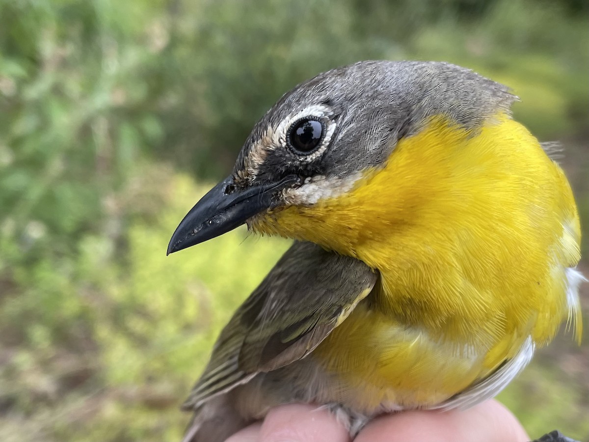 Yellow-breasted Chat - ML622620150