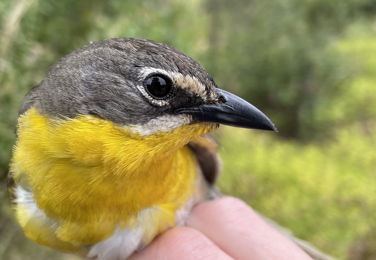 Yellow-breasted Chat - ML622620153