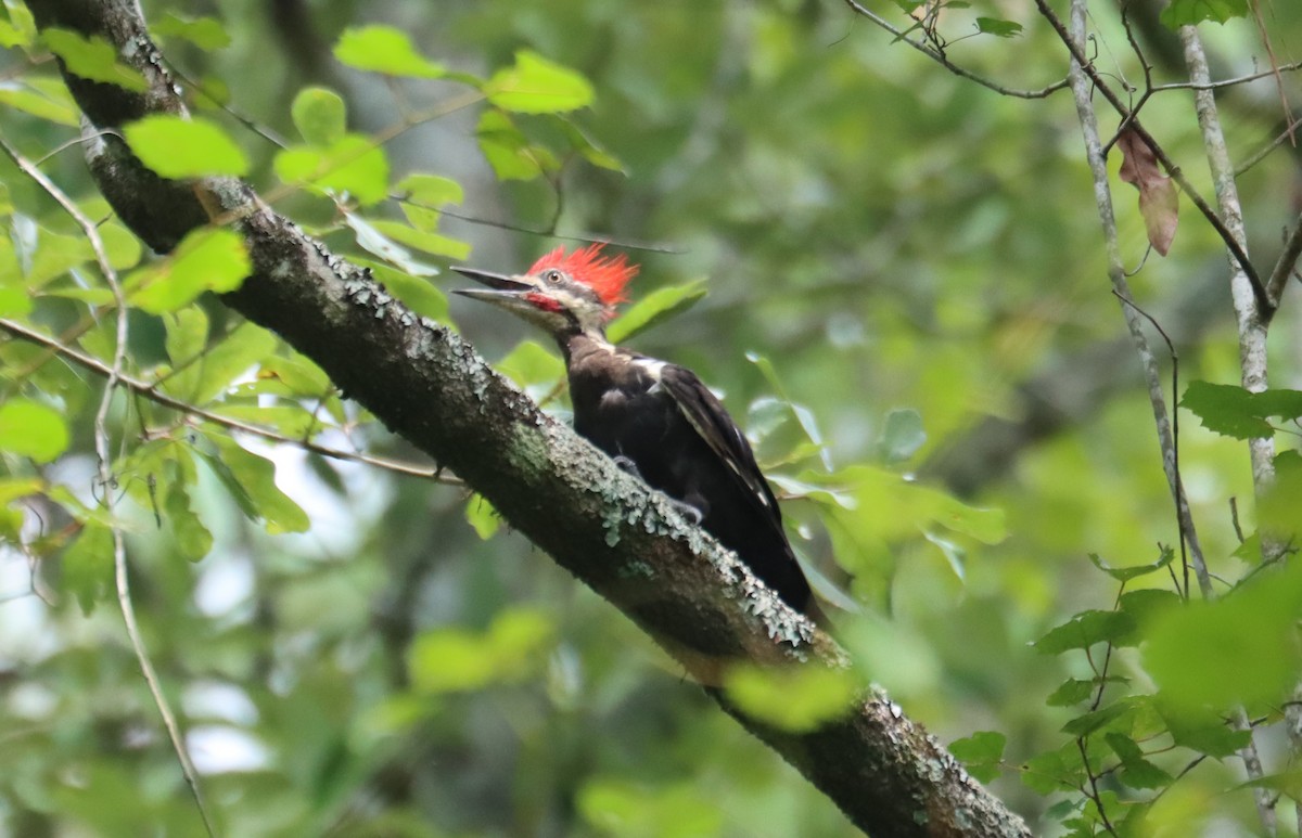 Pileated Woodpecker - ML622620208