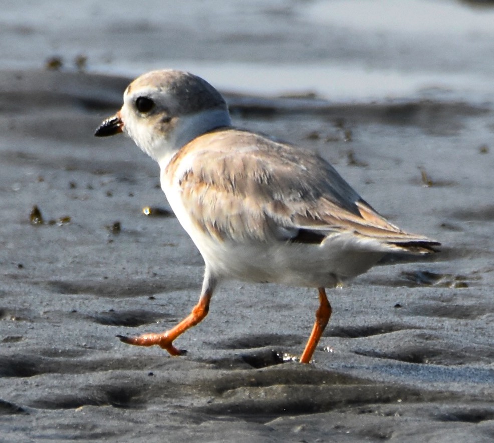 Piping Plover - Lisa Tucci