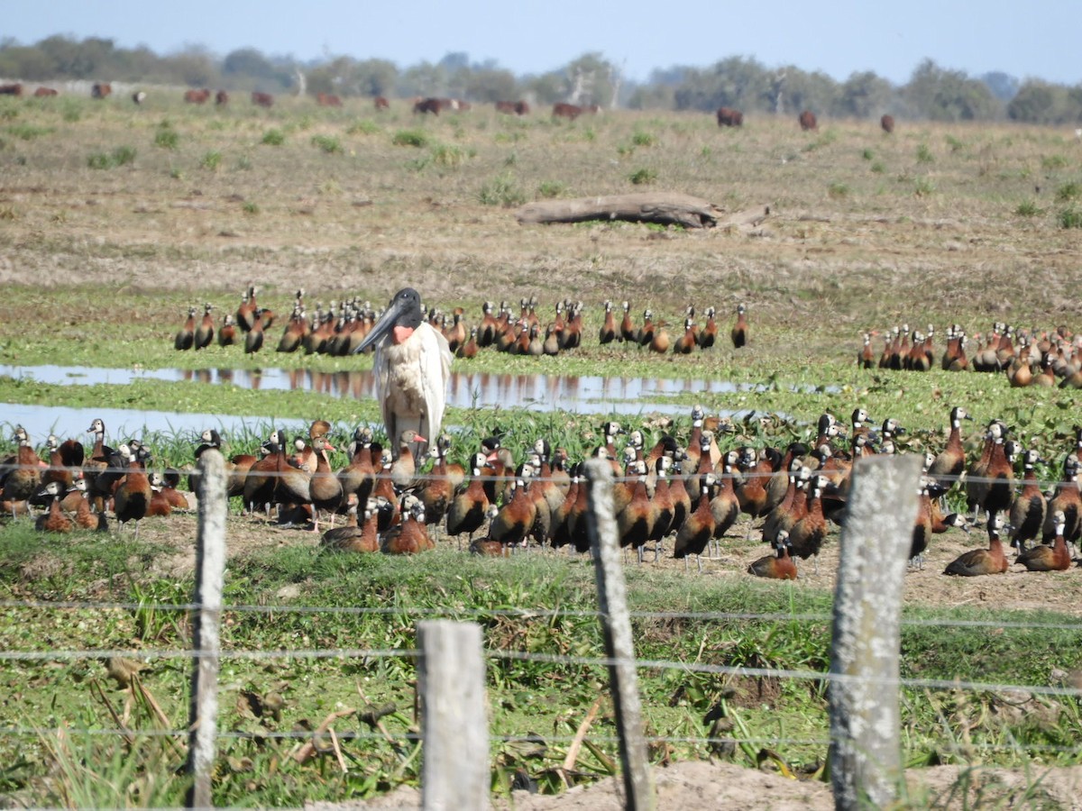 Jabiru - ML622620283