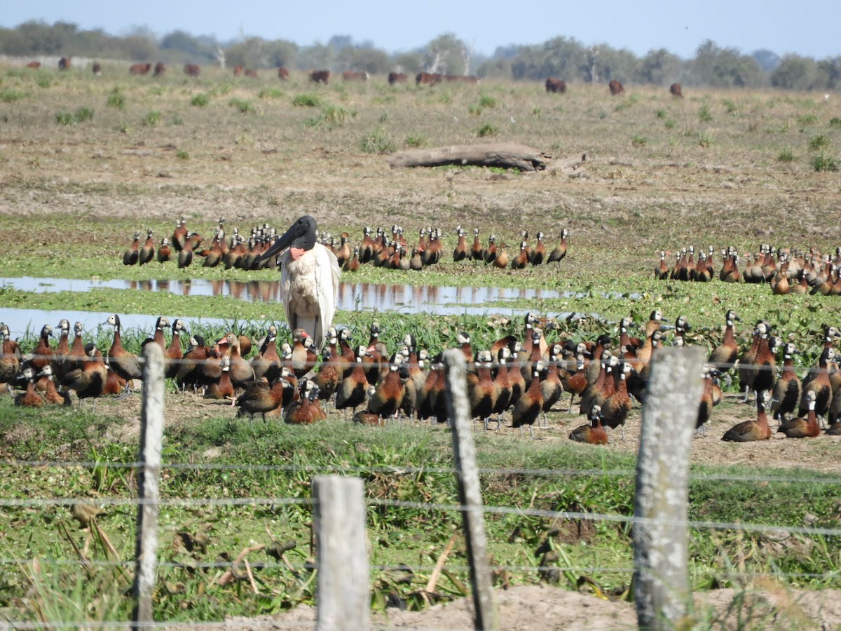 Jabiru - ML622620284