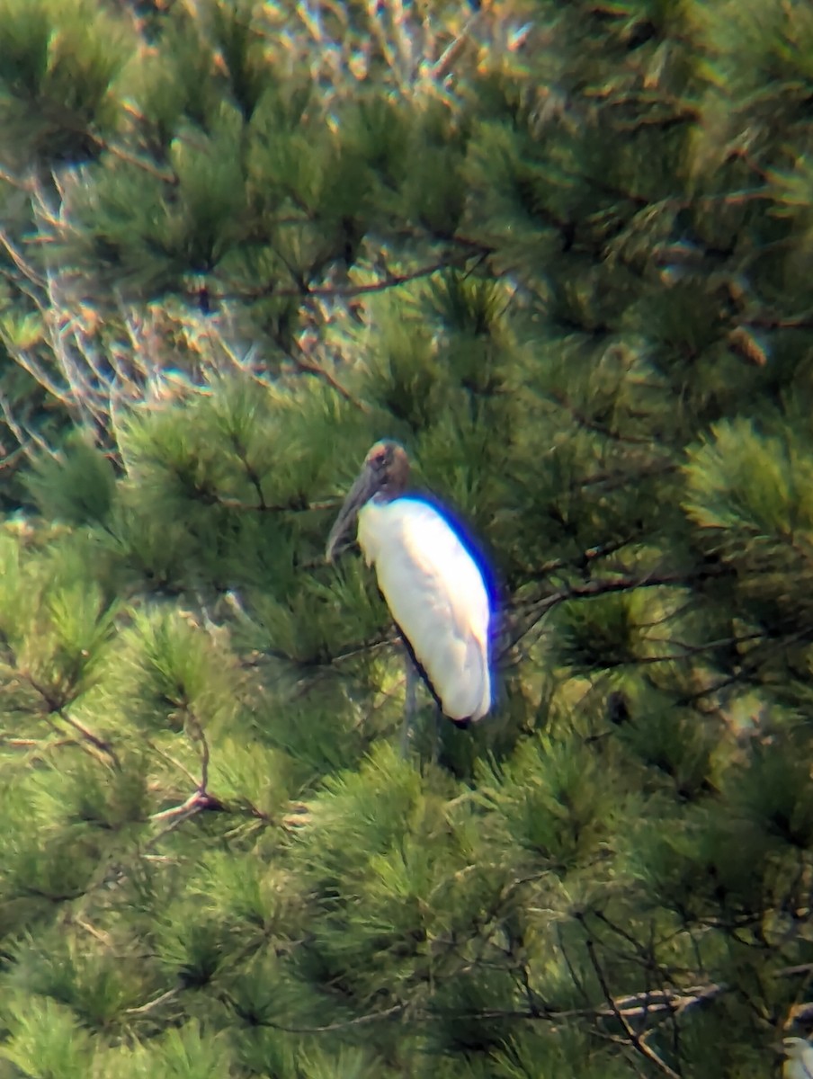 Wood Stork - ML622620299