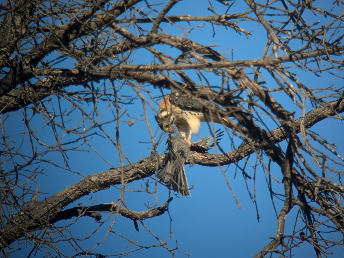 American Kestrel - ML622620312