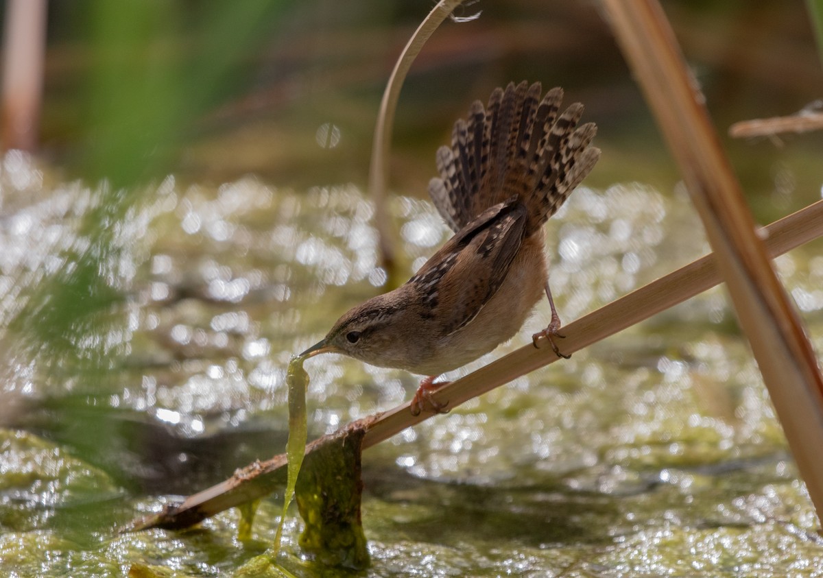 Marsh Wren - ML622620326