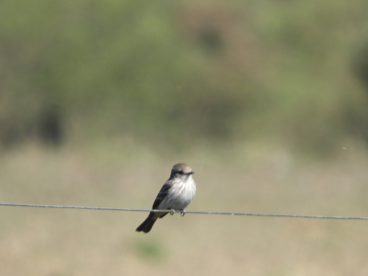 Vermilion Flycatcher - ML622620351