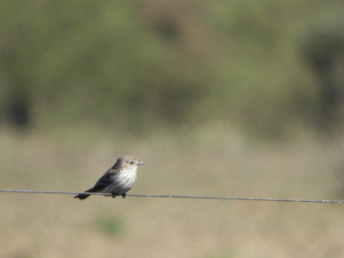 Vermilion Flycatcher - ML622620352