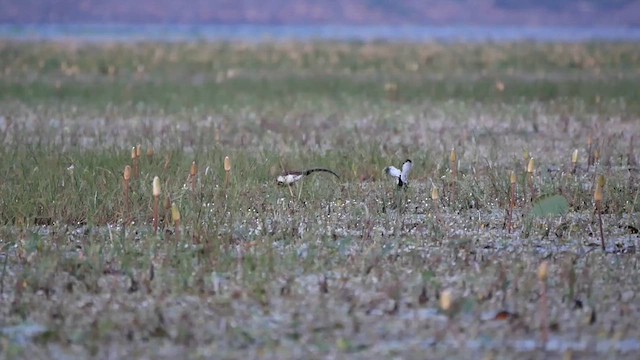 Pheasant-tailed Jacana - ML622620374