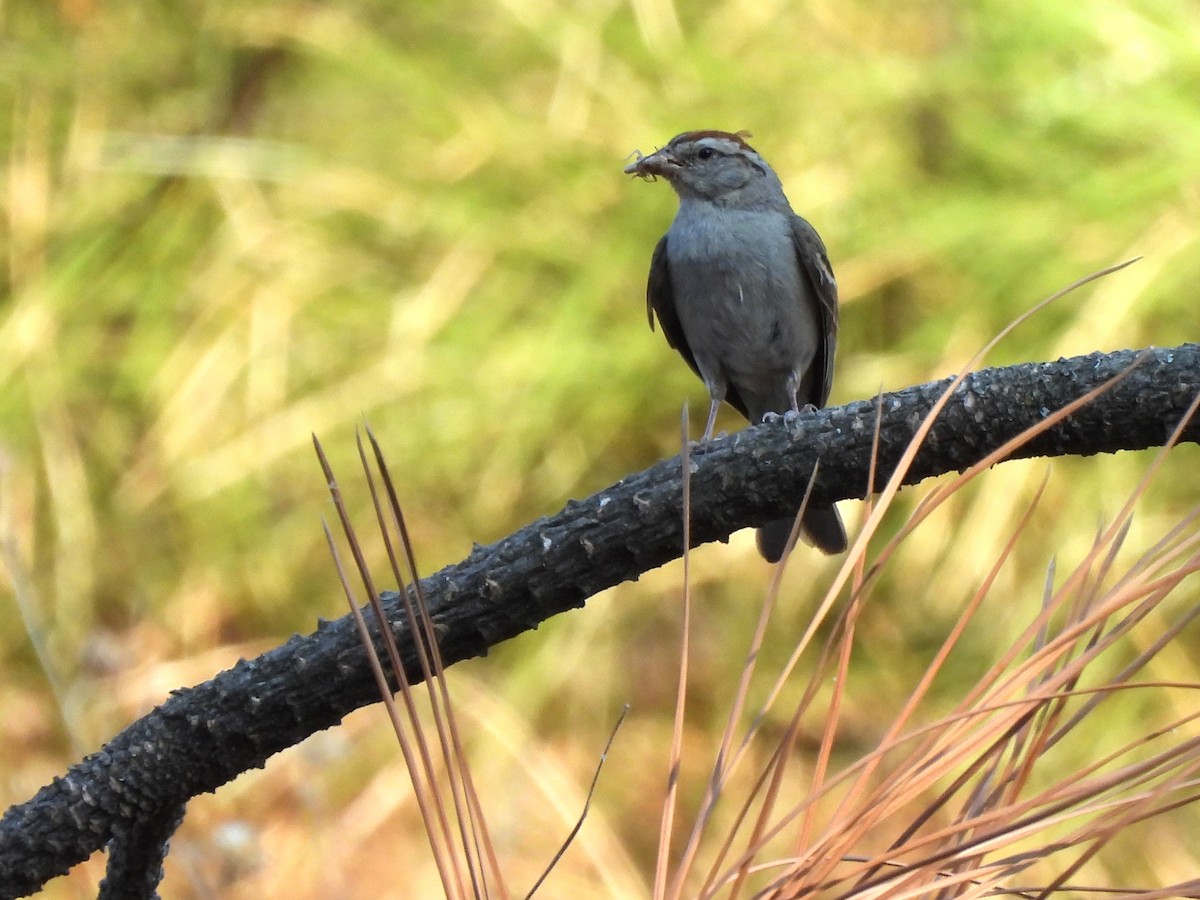 Chipping Sparrow - ML622620375