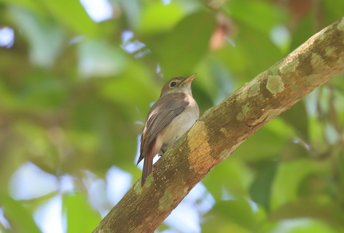 Rusty-tailed Flycatcher - ML622620392