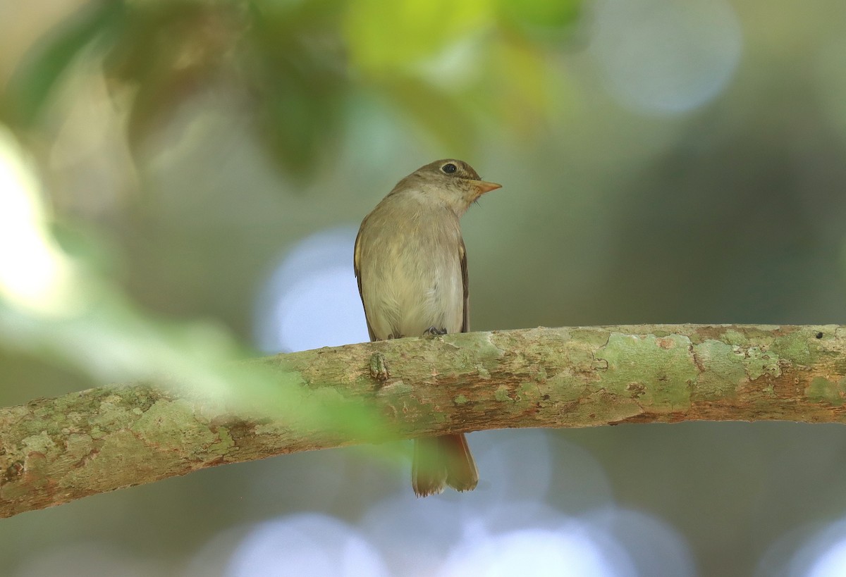 Rusty-tailed Flycatcher - ML622620393