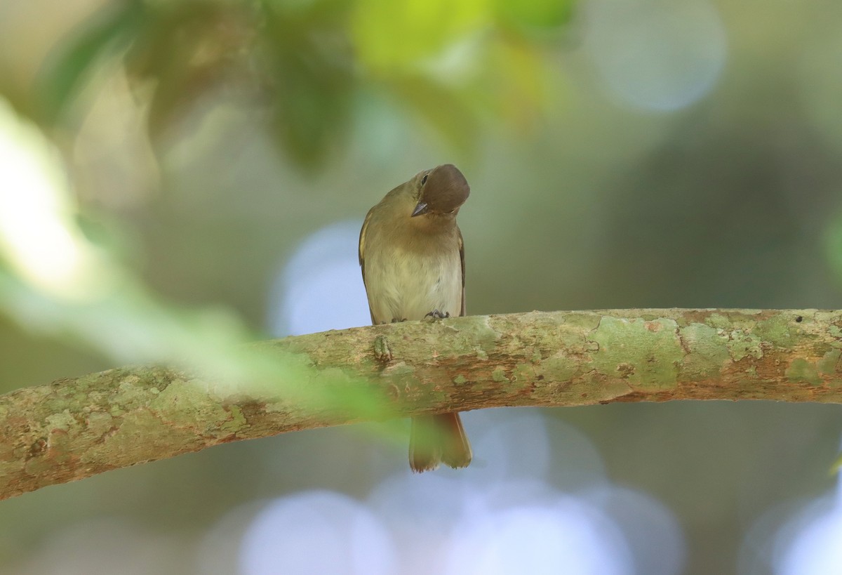 Rusty-tailed Flycatcher - ML622620395