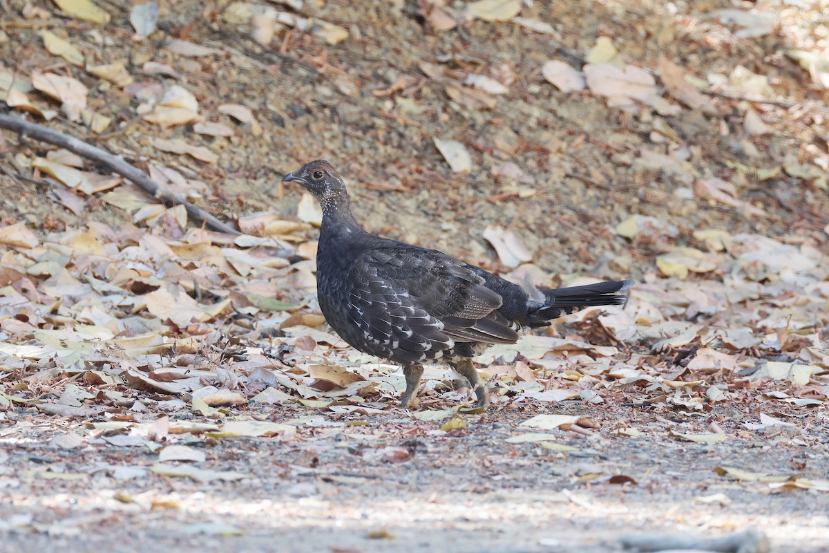 Sooty Grouse - ML622620407