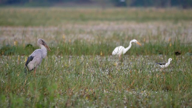 Asian Openbill - ML622620480