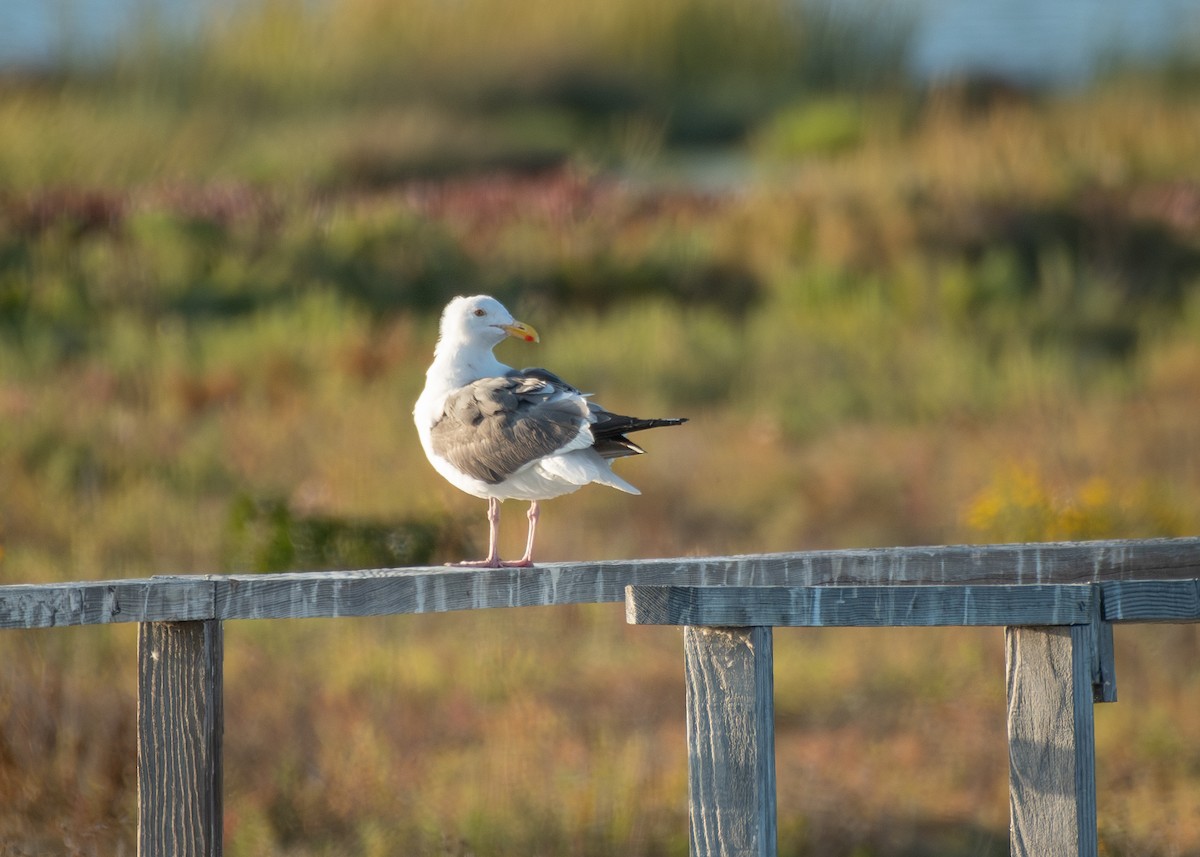 Western Gull - ML622620495