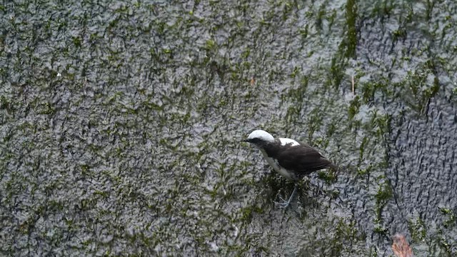 White-capped Dipper - ML622620565