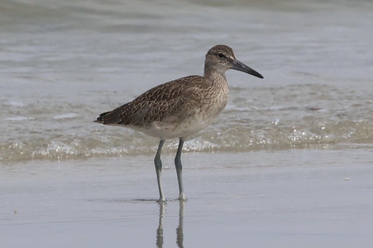 Willet - ML622620688