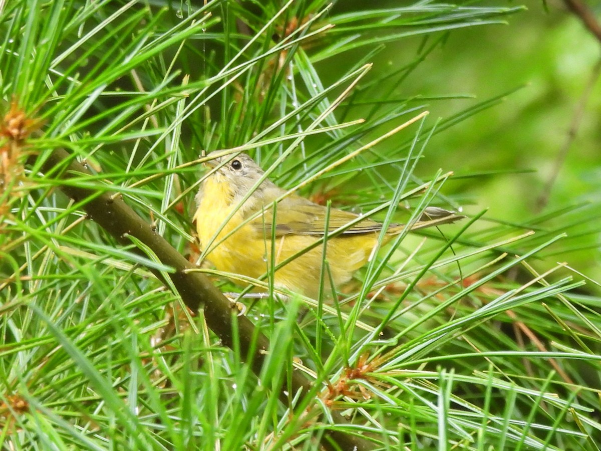 Nashville Warbler - ML622620690