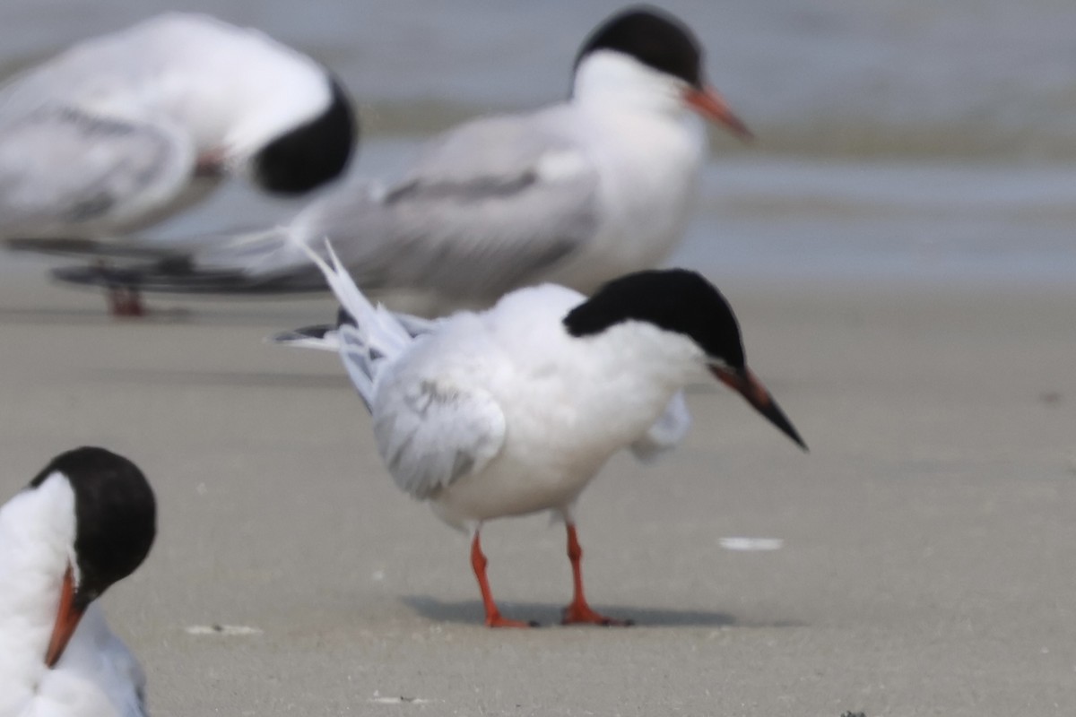 Roseate Tern - ML622620703