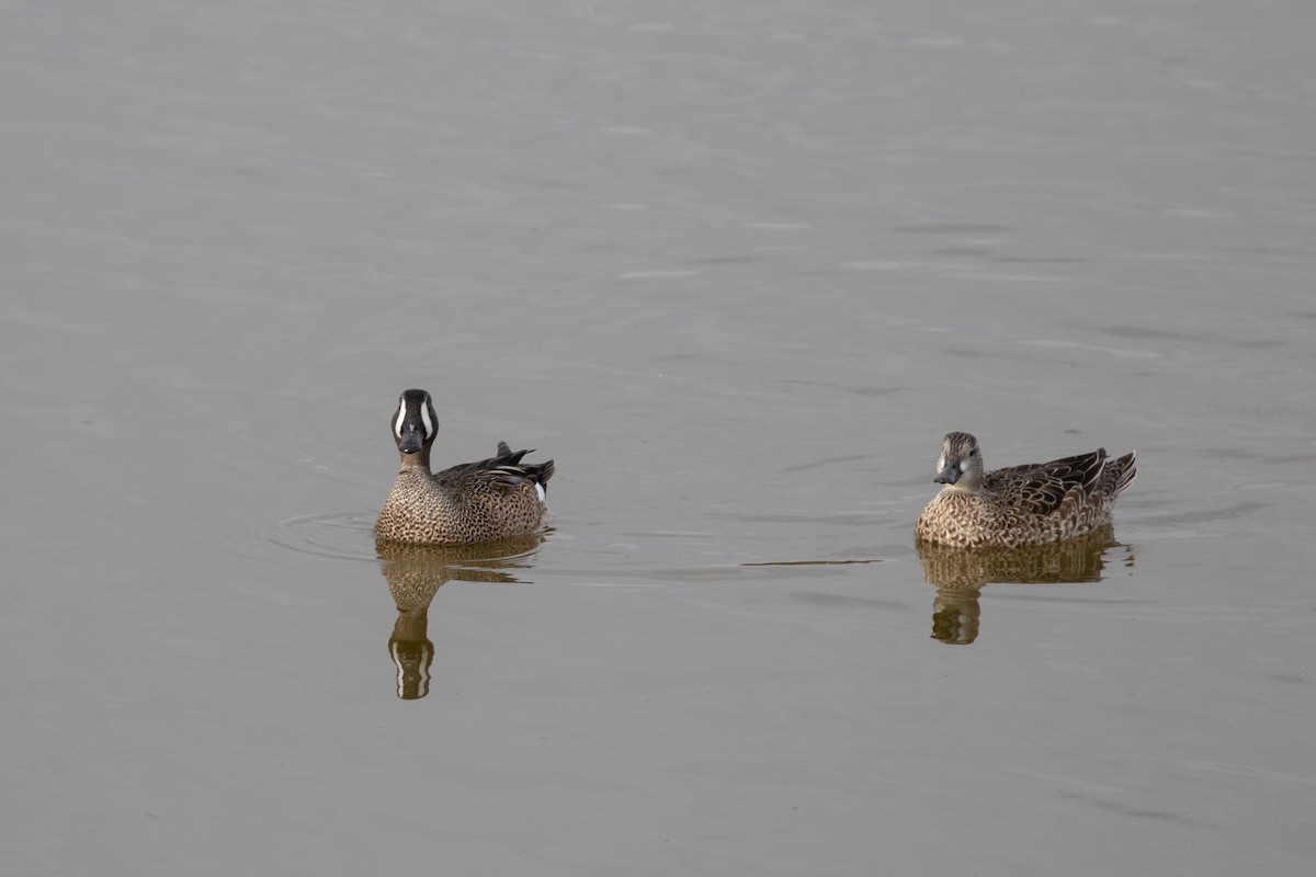 Blue-winged Teal - ML622620727