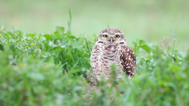 Burrowing Owl (Southern) - ML622620746