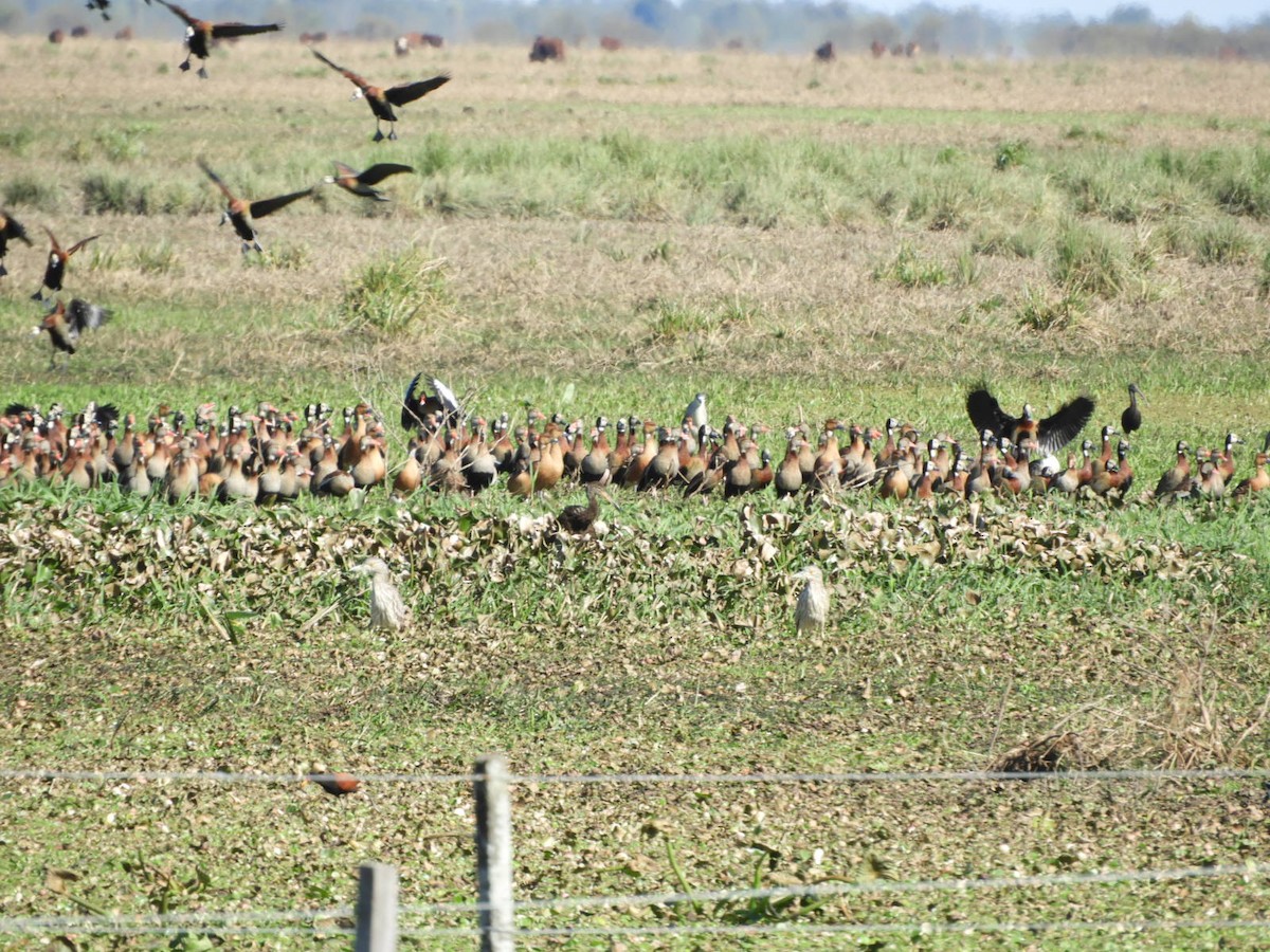 Black-bellied Whistling-Duck - ML622620800