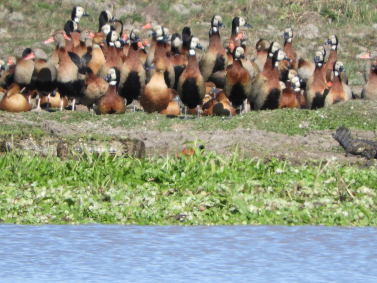 Black-bellied Whistling-Duck - ML622620801