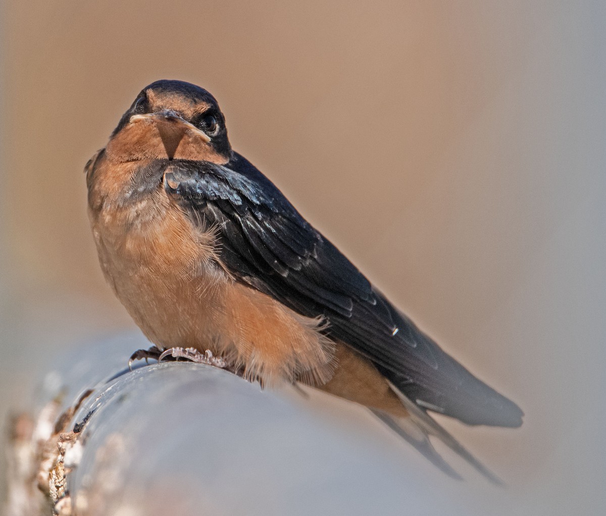 Barn Swallow - Margaret & Fred Parkes