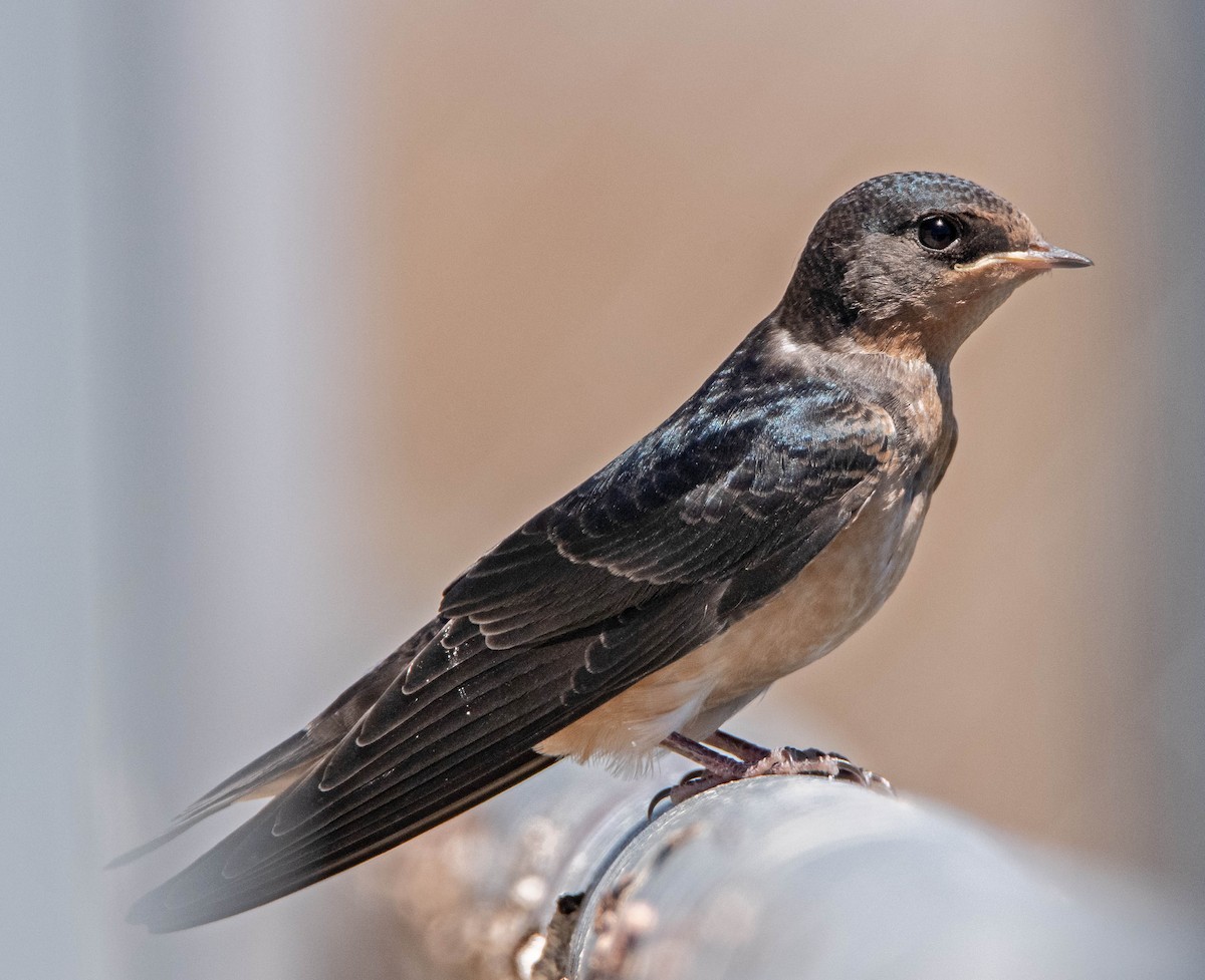 Barn Swallow - Margaret & Fred Parkes