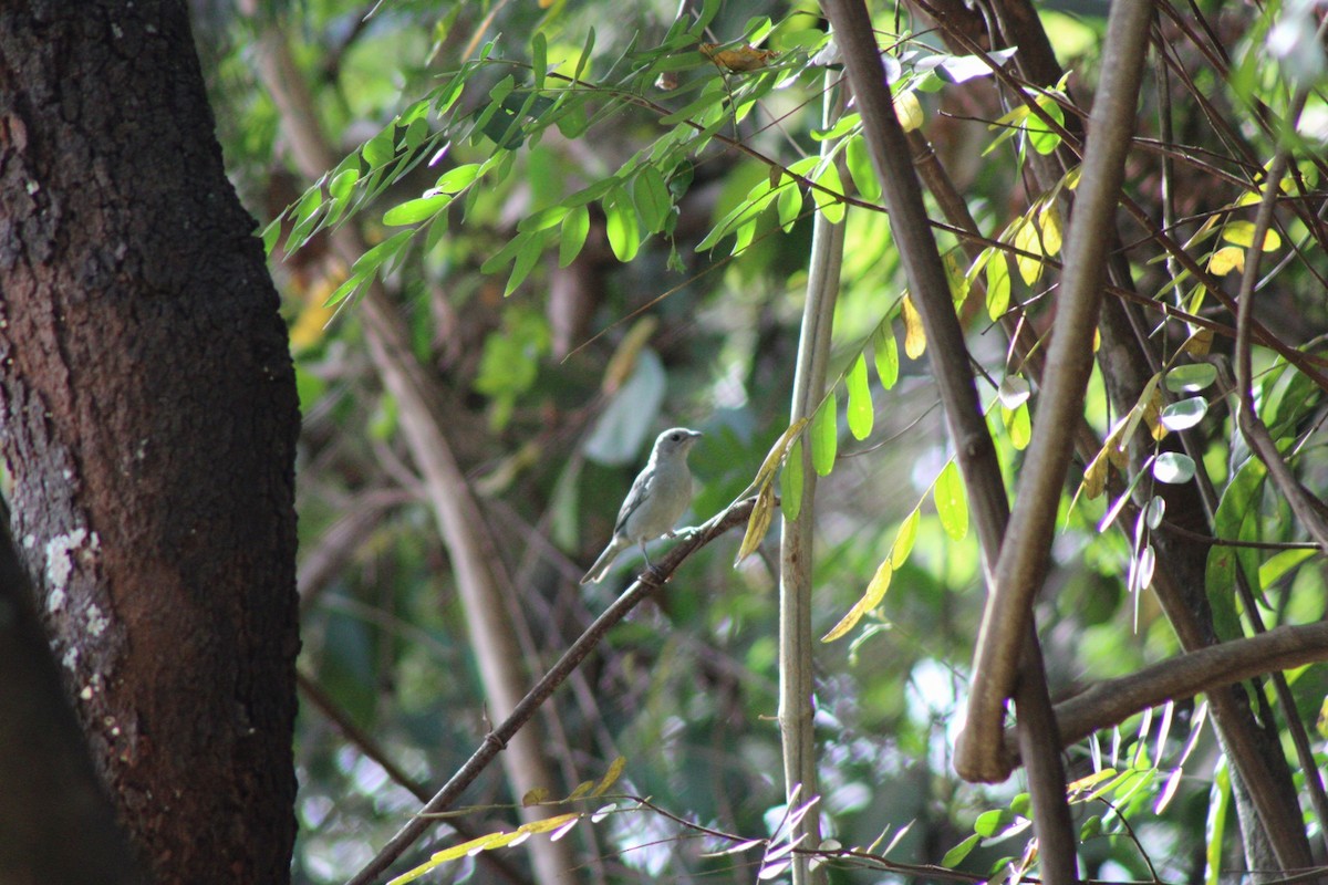 Sayaca Tanager - Tatiane Vieira