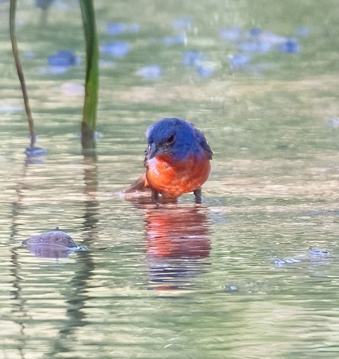 Painted Bunting - Eric Kallen