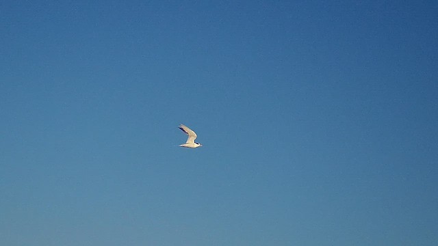 Little Tern - ML622620945