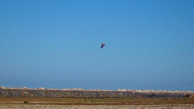 Black Tern - ML622620947