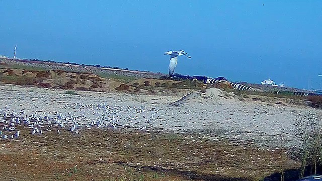 Little Tern - ML622620954