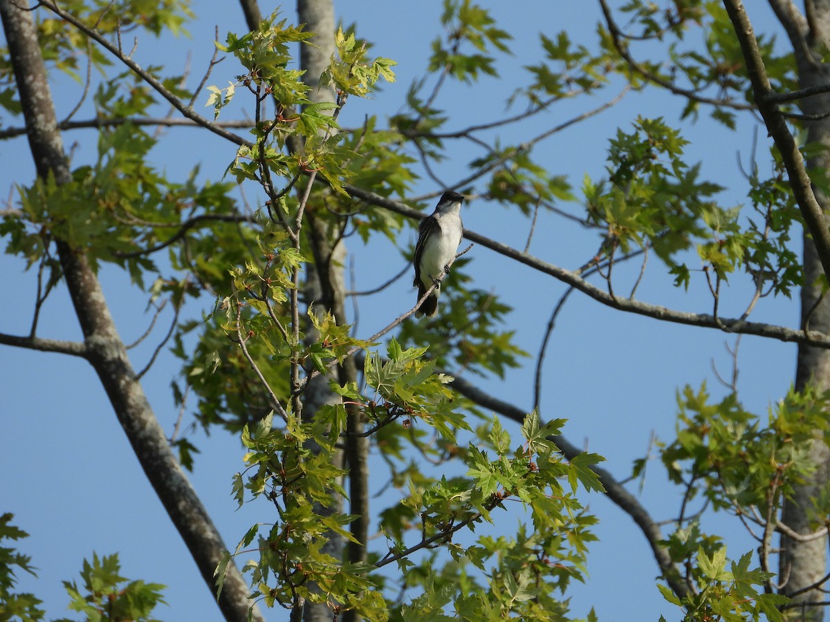 Eastern Kingbird - ML622621015