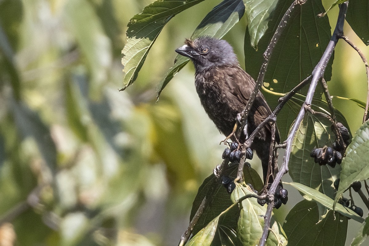 Gray-throated Barbet - ML622621208