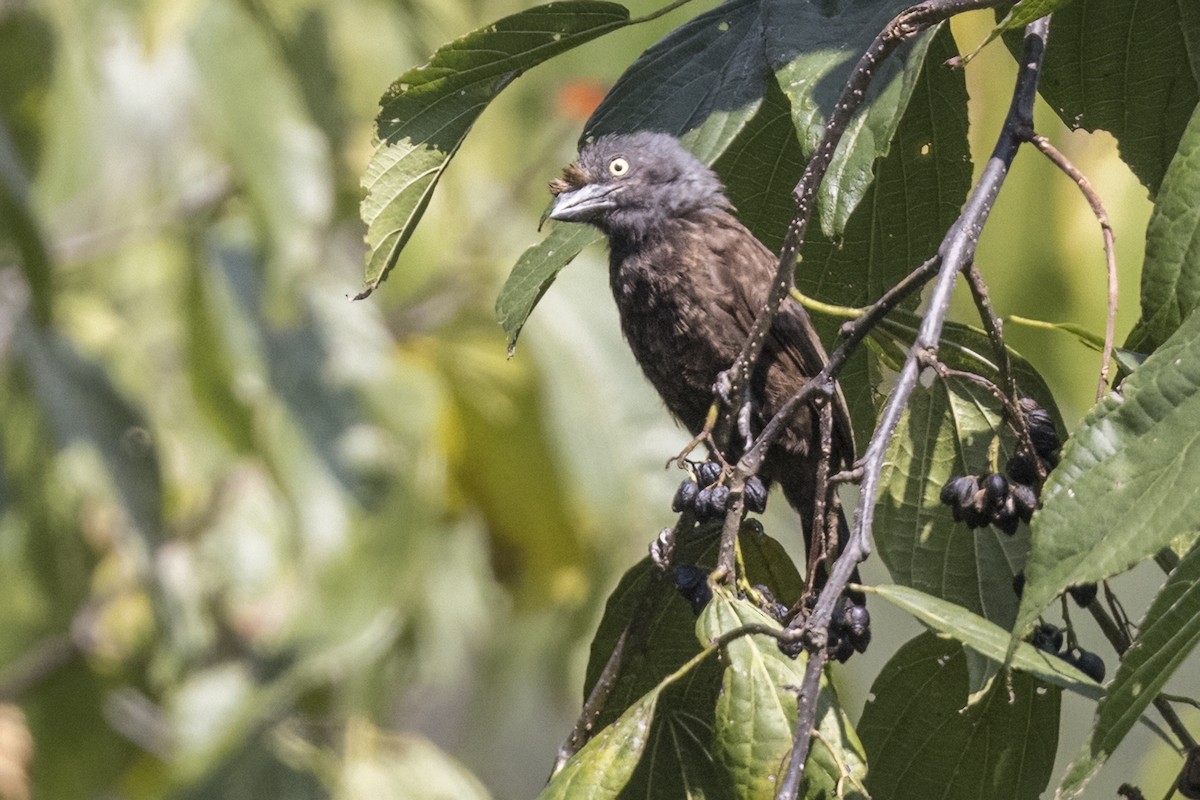 Gray-throated Barbet - ML622621209