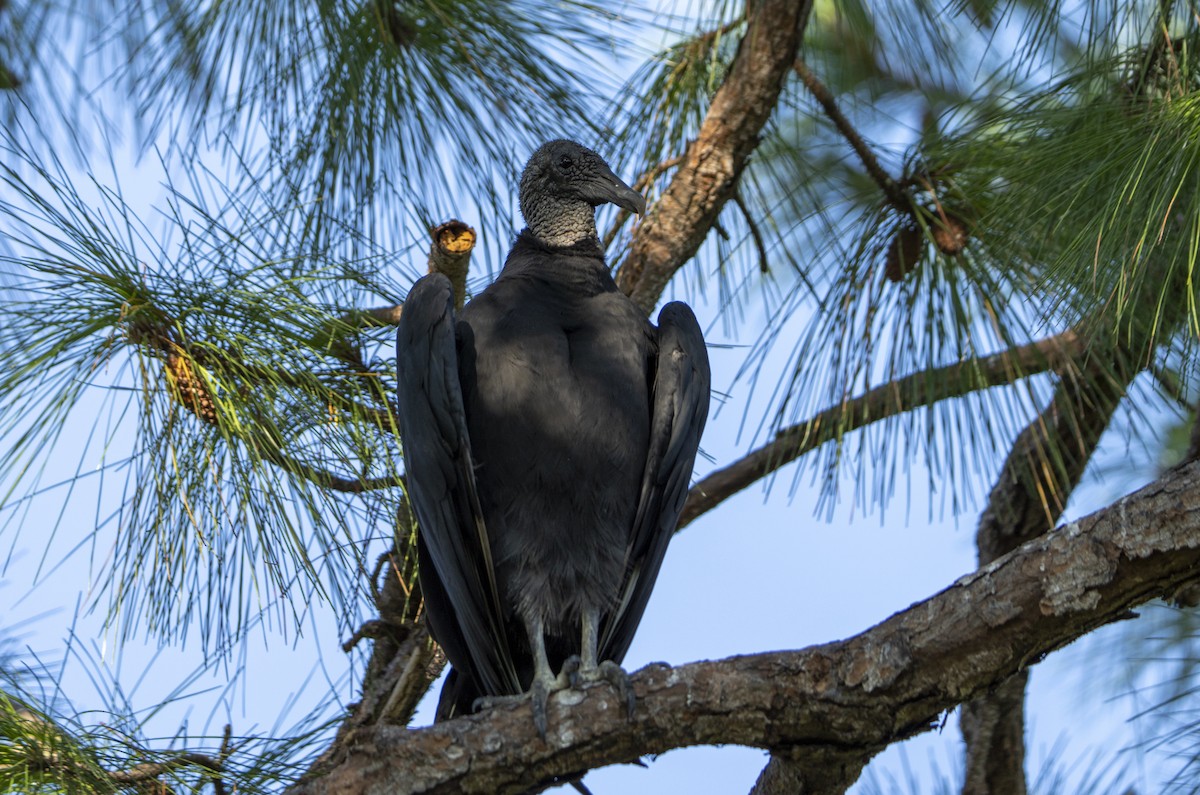 Black Vulture - ML622621213